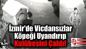 İzmir'de Vicdansızlar Köpeği Uyandırıp Kulübesini Çaldı
