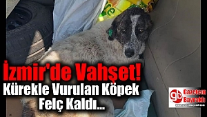 Kürekle Vurulan Köpek Felç Kaldı