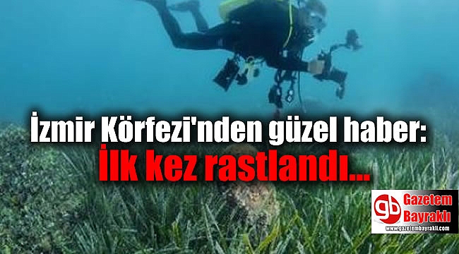 İzmir Körfezi'nden güzel haber: İlk kez rastlandı