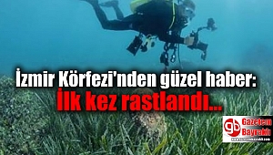İzmir Körfezi'nden güzel haber: İlk kez rastlandı