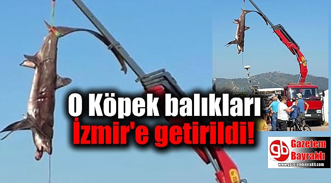 O Köpek balıkları İzmir'e getirildi