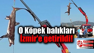 O Köpek balıkları İzmir'e getirildi