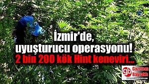 İzmir'de, 2 bin 200 kök Hint keneviri ele geçirildi