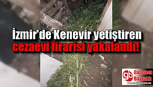 İzmir'de Kenevir yetiştiren cezaevi firarisi yakalandı