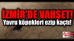 İzmir'de vahşet: Yavru köpekleri ezip kaçtı