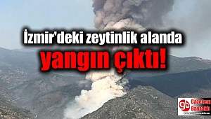 İzmir'deki zeytinlik alanda yangın çıktı