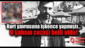 Kurt yavrusuna işkence yapmıştı: O şahsın cezası belli oldu