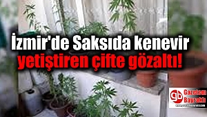 Saksıda kenevir yetiştiren çift gözaltına alındı