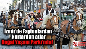  İzmir'de Faytonlardan kurtarılan atlar Doğal Yaşam Parkı'nda