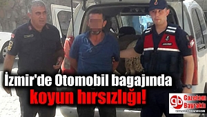 İzmir'de Otomobil bagajında koyun hırsızlığı