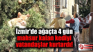 İzmir'de ağaçta 4 gün mahsur kalan kediyi vatandaşlar kurtardı