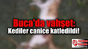 Buca'da vahşet: Kediler canice katledildi