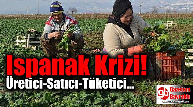 Ispanak Krizi Yaşanıyor