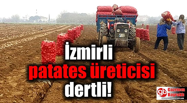 İzmirli patates üreticisi fiyattan memnun değil