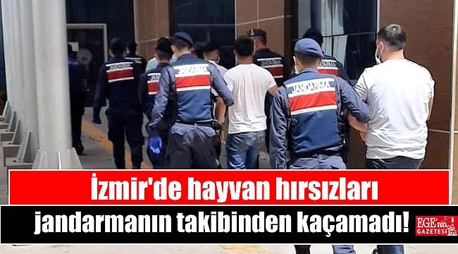 Menemen'de hayvan hırsızları jandarmanın takibinden kaçamadı