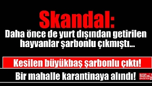 Skandal: Kesilen büyükbaş şarbonlu çıktı: Bir mahalle karantinaya alındı