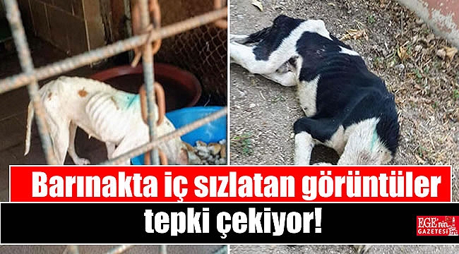 Barınakta iç sızlatan görüntüler tepki çekiyor