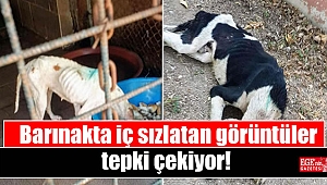 Barınakta iç sızlatan görüntüler tepki çekiyor