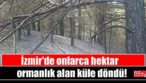 İzmir'de Onlarca hektar ormanlık alan küle döndü