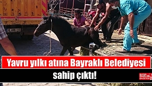 Yavru yılkı atına Bayraklı Belediyesi sahip çıktı