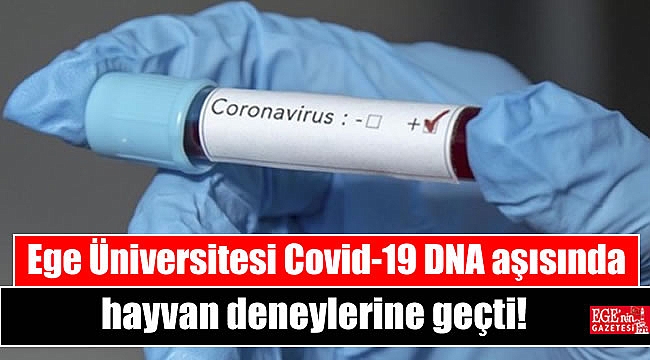 Ege Üniversitesi Covid-19 DNA aşısında hayvan deneylerine geçti