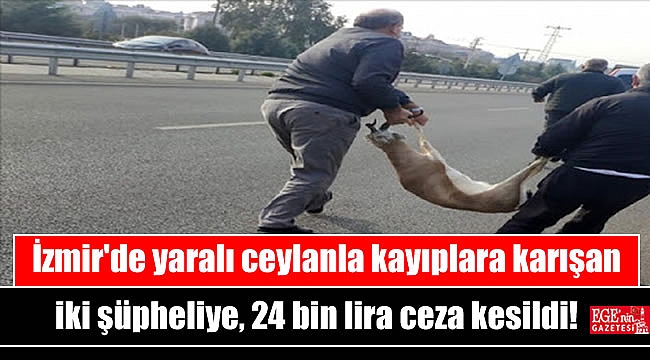 İzmir'de otomobilin çarptığı yaralı ceylanla kayıplara karışan iki şüpheliye, 24 bin lira ceza kesildi