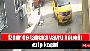İzmir'de taksici yavru köpeği ezip kaçtı