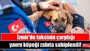 İzmir'de taksinin çarptığı yavru köpeği zabıta sahiplendi