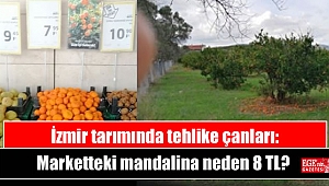 İzmir tarımında tehlike çanları: Marketteki mandalina neden 8 TL