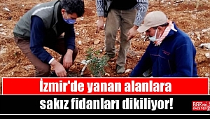 İzmir'de yanan alanlara sakız fidanları dikiliyor