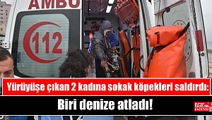 Yürüyüşe çıkan 2 kadına sokak köpekleri saldırdı: Biri denize atladı
