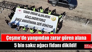 Çeşme'de yangından zarar gören alana 5 bin sakız ağacı fidanı dikildi