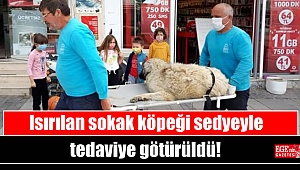 Isırılan sokak köpeği sedyeyle tedaviye götürüldü
