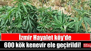 İzmir Hayalet köy'de 600 kök kenevir ele geçirildi