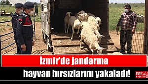 İzmir'de jandarma hayvan hırsızlarını yakaladı