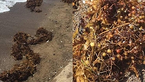 Müsilajdan sonra kıyılarda yeni tehdit: Sargassum