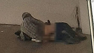Mide bulandıran olay! Köpeğe tecavüz ederken yakalandı, serbest bırakıldı