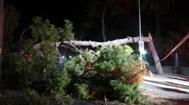 Çam ağacı devrildi, tramvay seferleri durdu