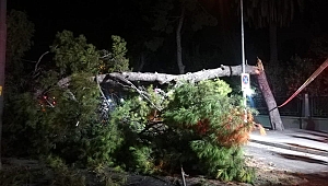 Çam ağacı devrildi, tramvay seferleri durdu