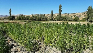 Eren-Abluka operasyonunda 1 adet EYP, 52 bin kök kenevir ele geçirildi
