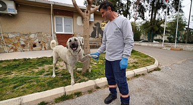 Depremzede köpek İzmir’de yaşayacak.